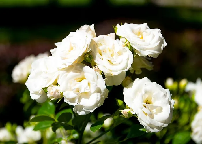 埃尔维拉弗瑞恩 酒店 2*